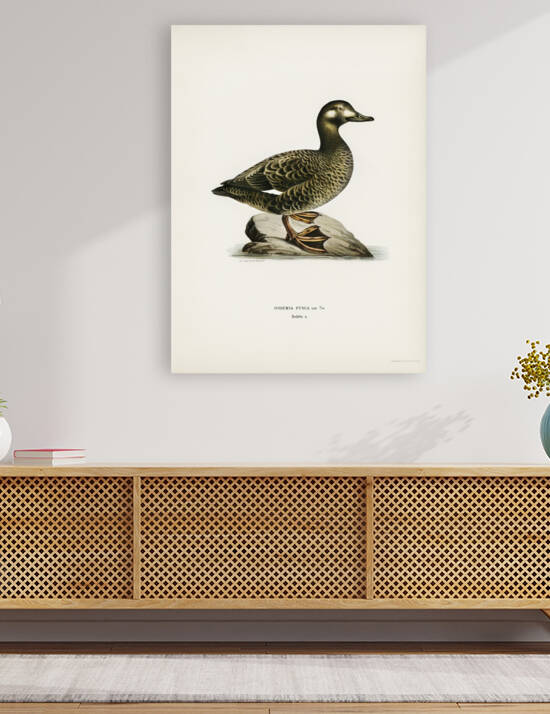 Velvet Scoter female Oidemia fusca by IStockHistory com