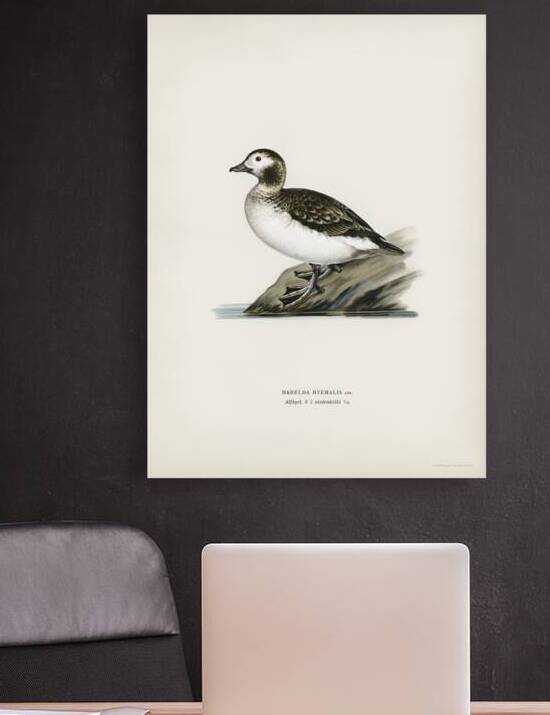 Harelda Hyemalis by IStockHistory com