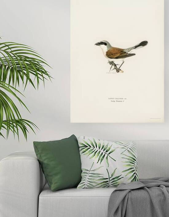 Red-backed Shrike male Lanius collurio by IStockHistory com