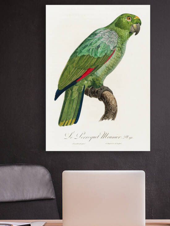 Red-and-blue amazon  by IStockHistory com