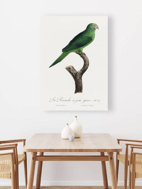 Grey-cheeked parakeet  by IStockHistory com