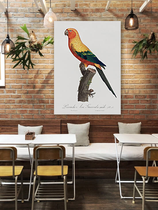 Sun parakeet  by IStockHistory com