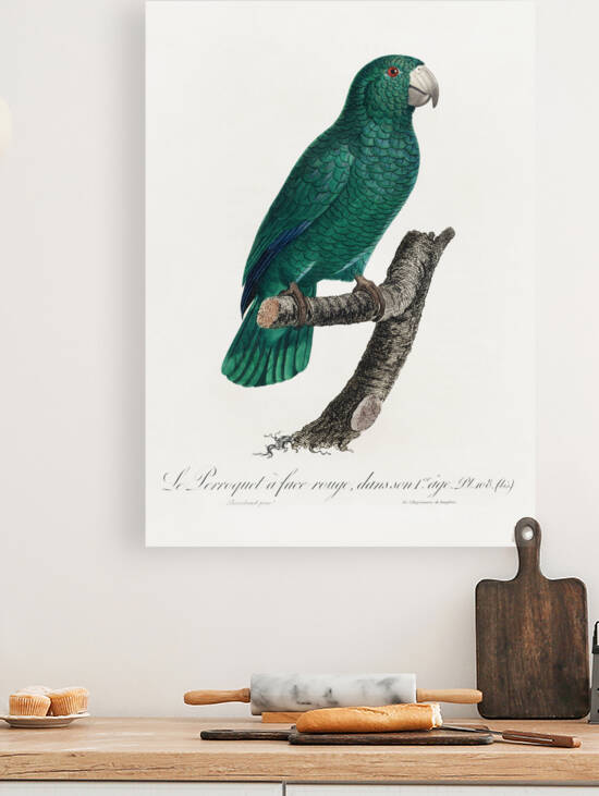 Cuban parrot  by IStockHistory com