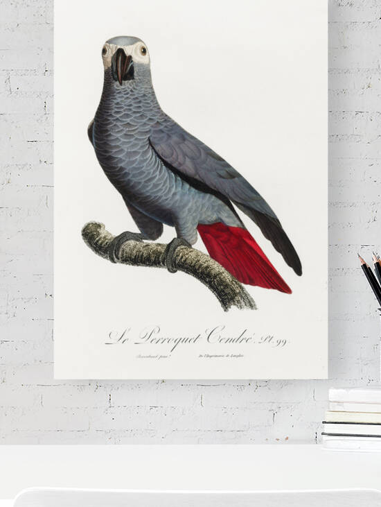 Congo grey parrot  by IStockHistory com