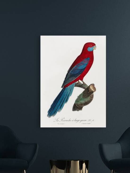 Crimson rosella  by IStockHistory com