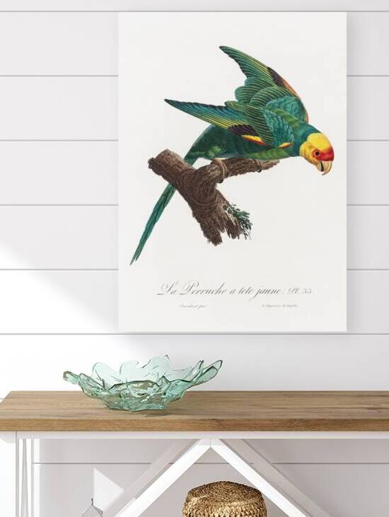 Yellow-crowned parakeet  by IStockHistory com