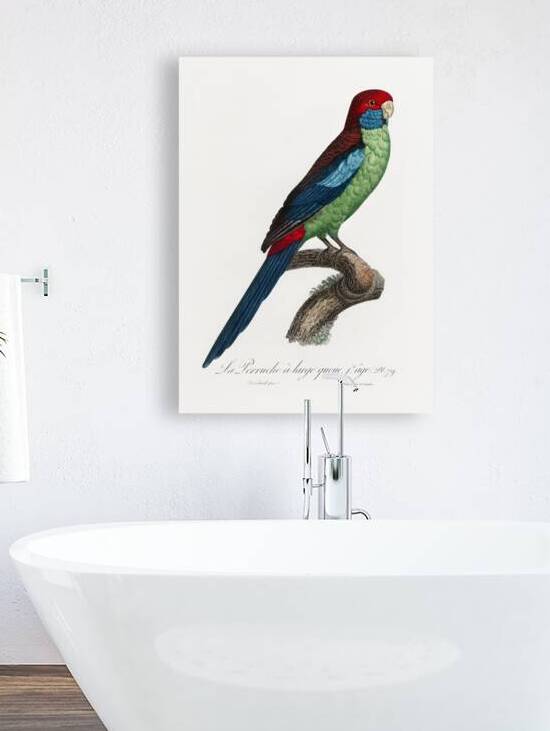 Broad-tailed parrot  by IStockHistory com