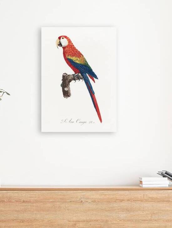 Ara macao  by IStockHistory com