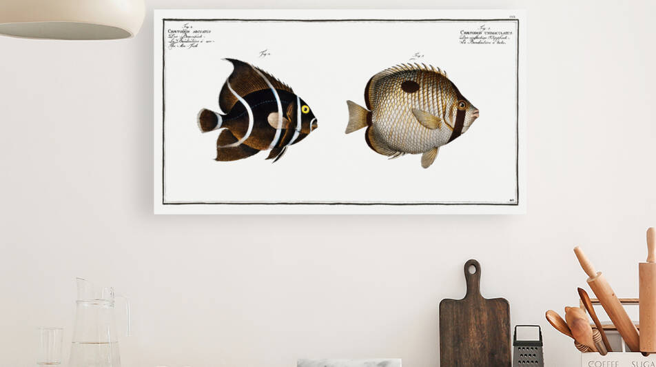 1. Chaetodon unimaculatus 2. Arc-Fish Chaetodon arcuatus by IStockHistory com