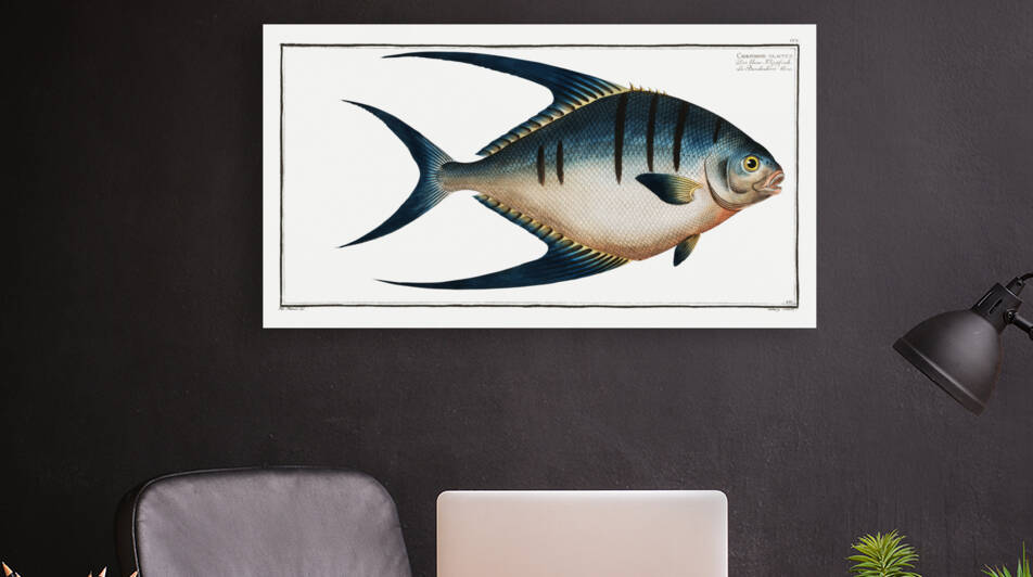 Chaetodon glaucus by IStockHistory com