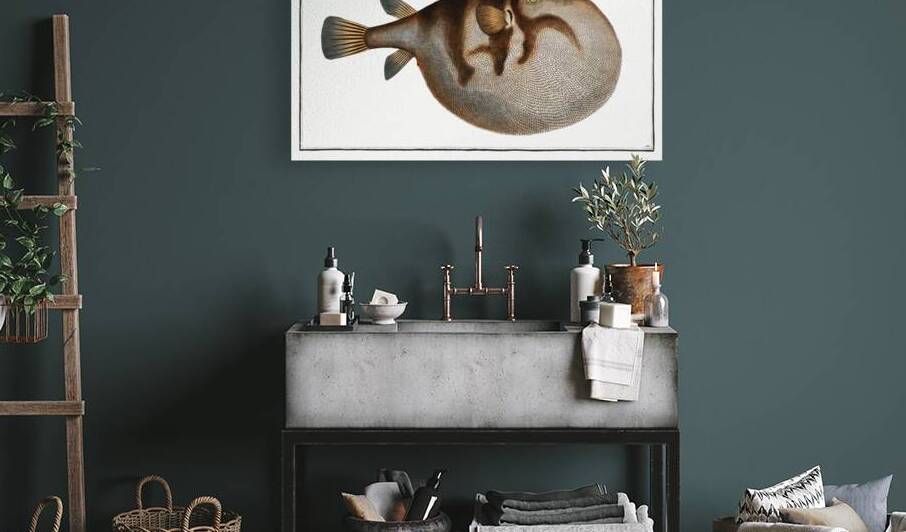 Sea Weather-Cock Tetrodon Hispidus by IStockHistory com