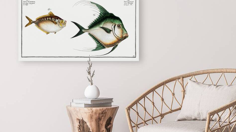 1. Zeus Gallus 2. Zeus Insidiator by IStockHistory com