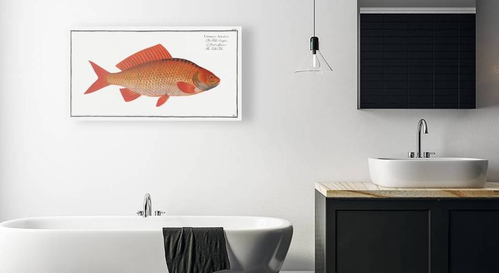 Gold-Fish Cyprinus Auratus by IStockHistory com