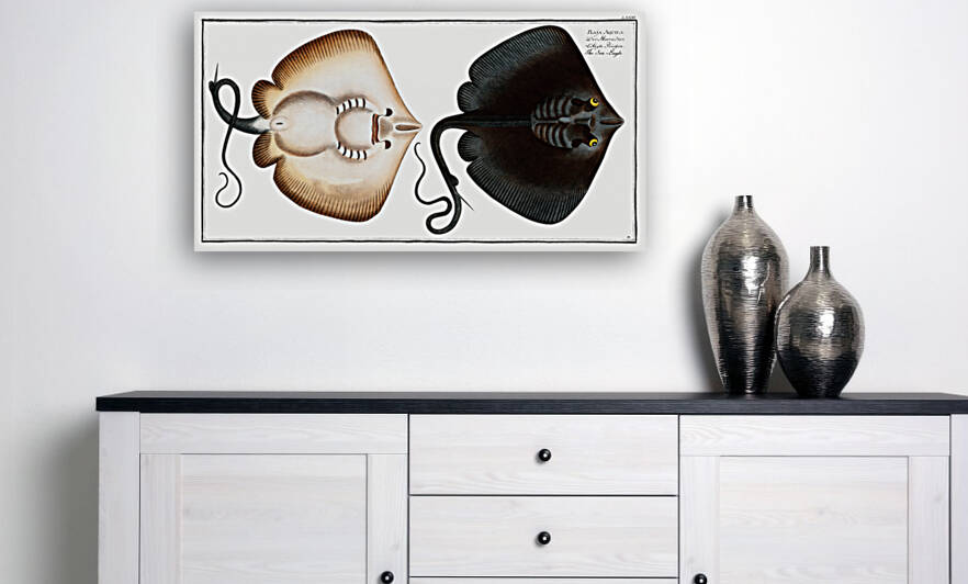 Sea-Eagle Raja Aquila by IStockHistory com