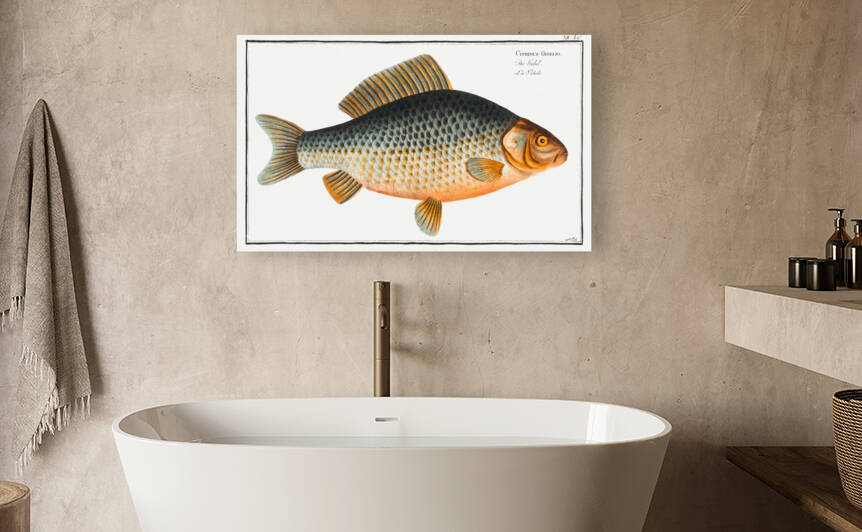 Gibel Cyprinus Gibelio by IStockHistory com