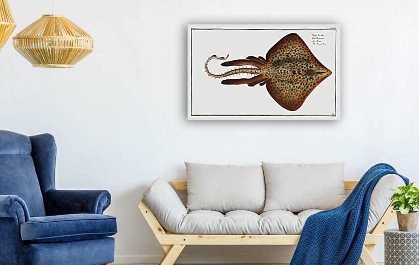 Rough Ray Raja Rubus by IStockHistory com