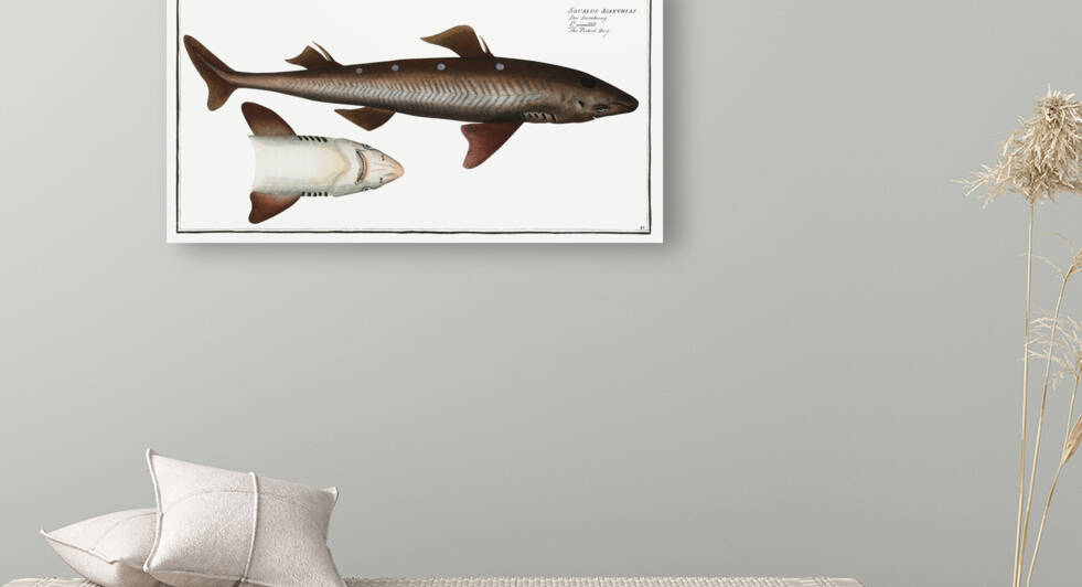 Picked- Dog Squalus Acanthias by IStockHistory com