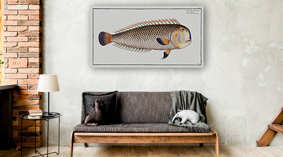 Coryphaena pentadactyla by IStockHistory com