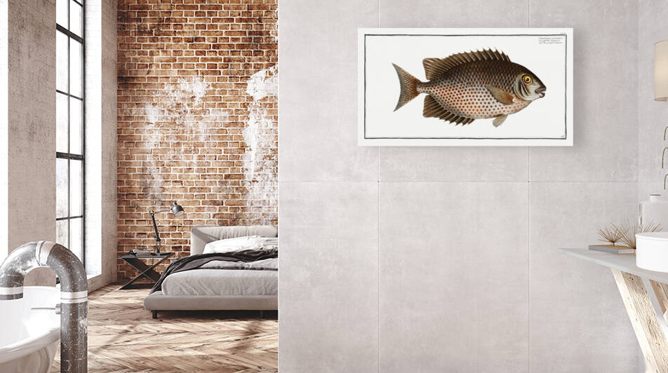 Chaetodon guttatus by IStockHistory com