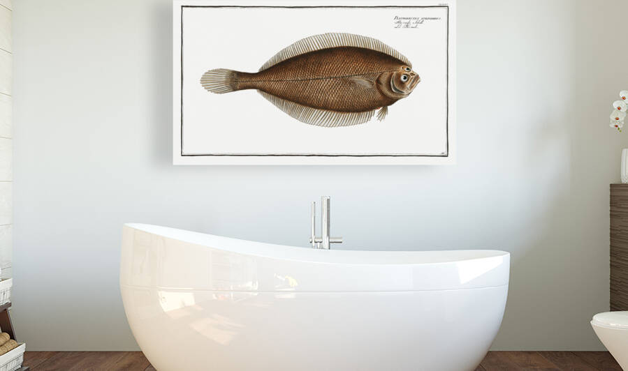 Pleuronectes limandoides by IStockHistory com