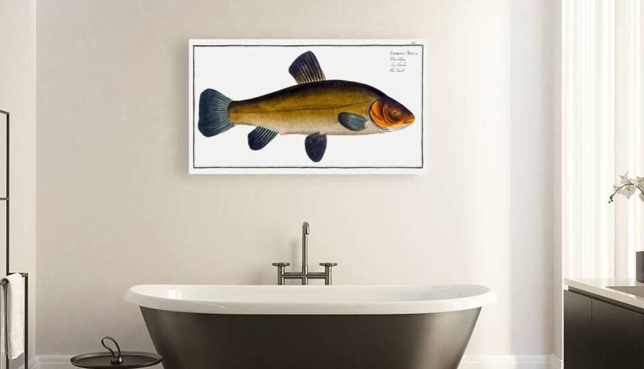 Golden Tench Cyprinus Tinca auratus by IStockHistory com