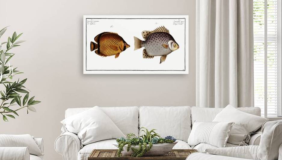 1. Chaetodon Argus 2. Chaetodon vagabundus by IStockHistory com