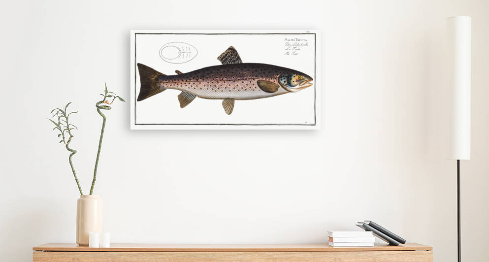 Trut Salmo Trutta by IStockHistory com