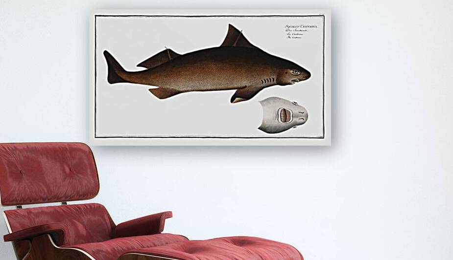 Centrina Squalus Centrina by IStockHistory com