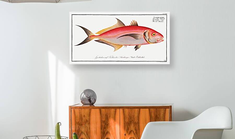Red Mackrel Scomber ruber by IStockHistory com