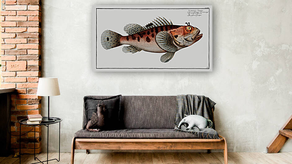 Poisonnet Grooper Scorpaena Scrofa by IStockHistory com