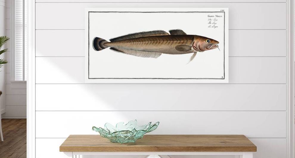 Ling Gadus Molva by IStockHistory com