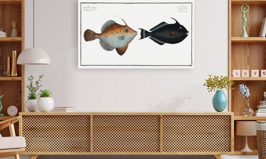 1. Balistes Chinensis 2. Black Old-wife Balistes ringens by IStockHistory com