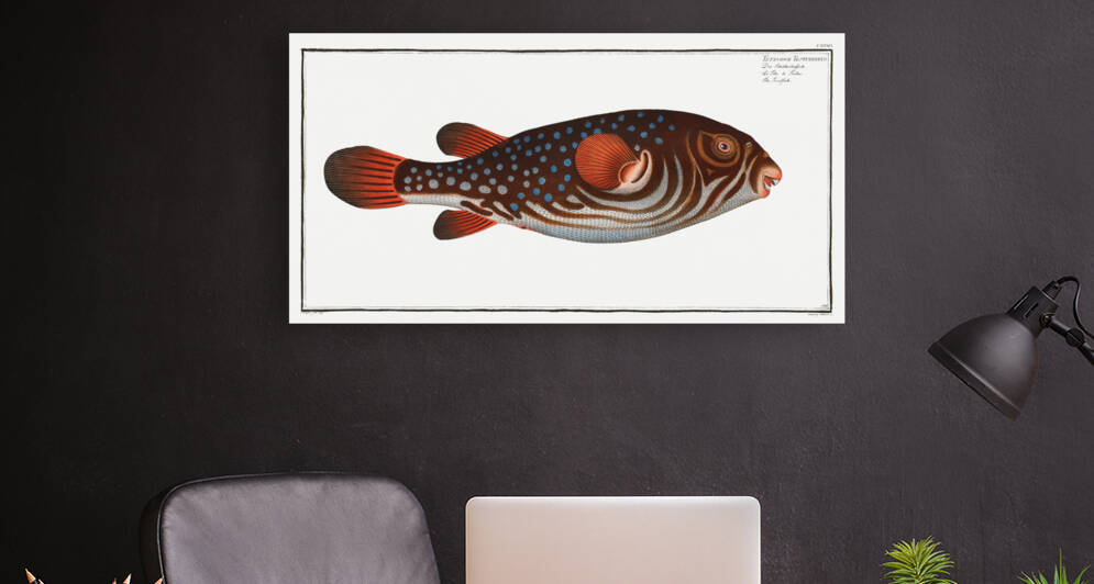 Toadfish Tetrodon Testudineus by IStockHistory com