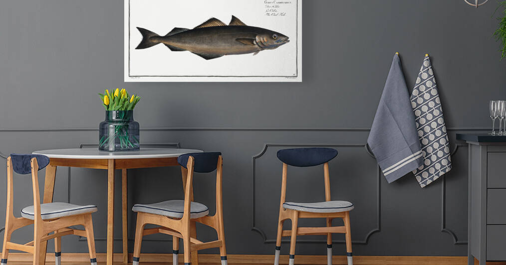 Coal Fish Gadus Carbonarius by IStockHistory com