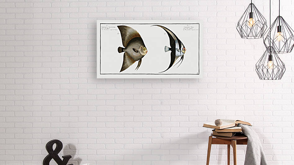 1. Chaetodon Teira 2. Chaetodon Vespertilio by IStockHistory com