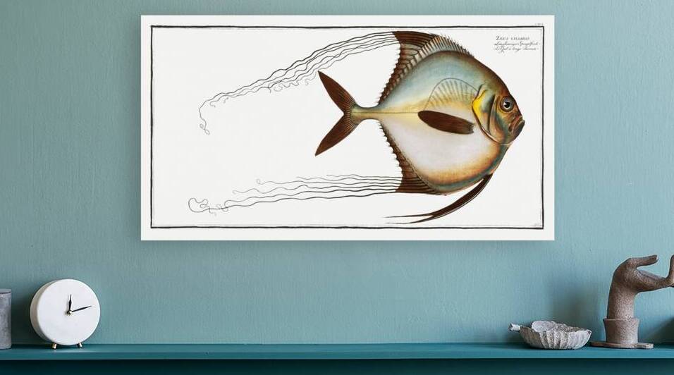 Zeus ciliaris by IStockHistory com