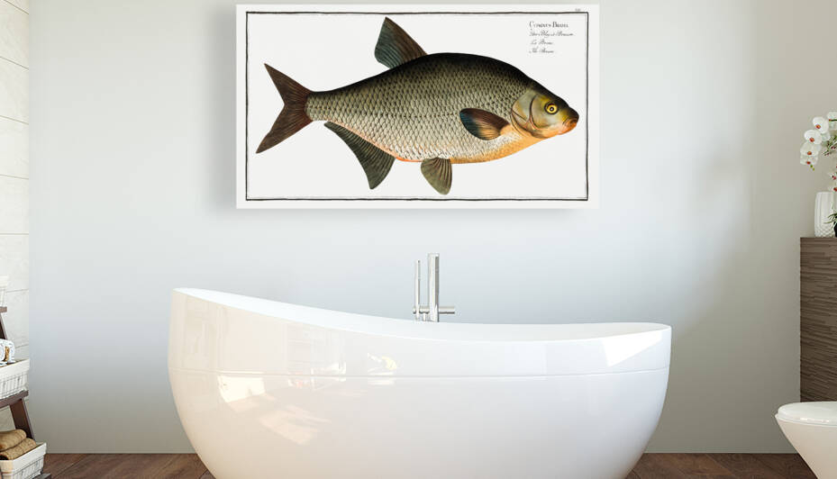 Bream Cyprinus Brama by IStockHistory com