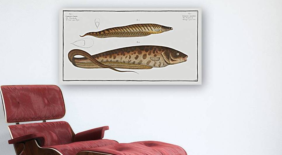 1. Gymnotus brachiurus 2. Gymnotus Carapo by IStockHistory com