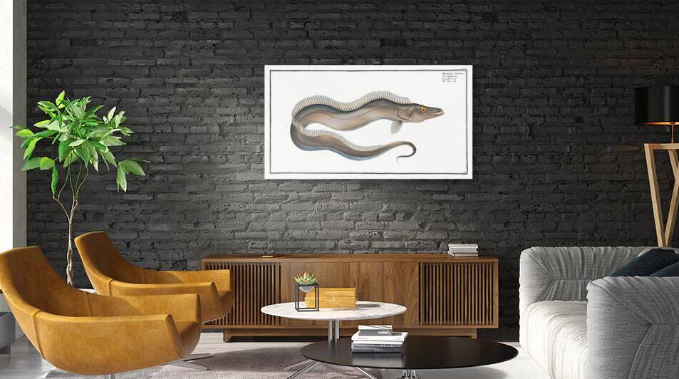 Sword-Fish Trichiurus Lepturus by IStockHistory com