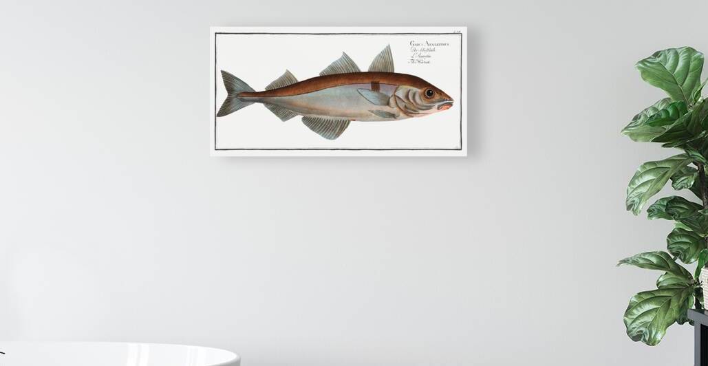 Hadock Gadus Aeglefinus by IStockHistory com