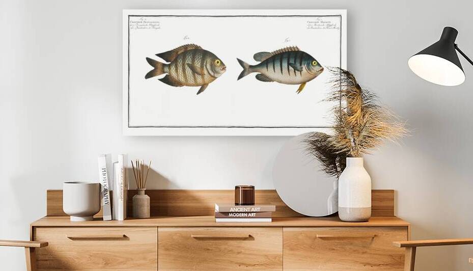 1. Chaetodon Mauritii 2. Chaetodon Bengalensis by IStockHistory com