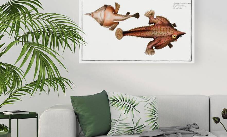 Sea Bat Lophius Vespertilio by IStockHistory com