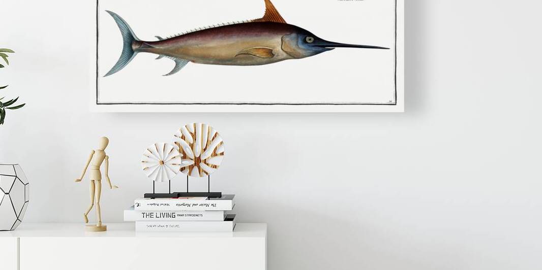 Sword Fish Xiphias Gladius by IStockHistory com