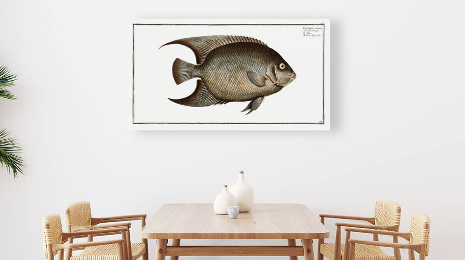 Hairy Angel-Fish Chaetodon ciliaris by IStockHistory com