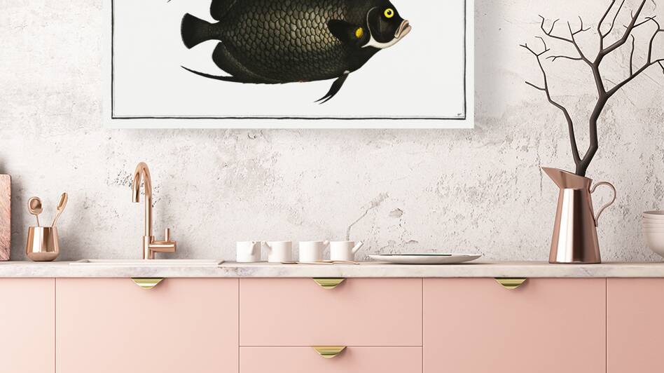 Variegated Angel-fish Chaetodon Paru by IStockHistory com