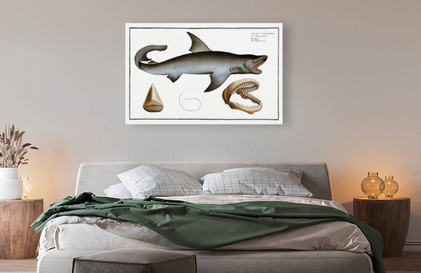 White Shark Squalus Carcharias by IStockHistory com