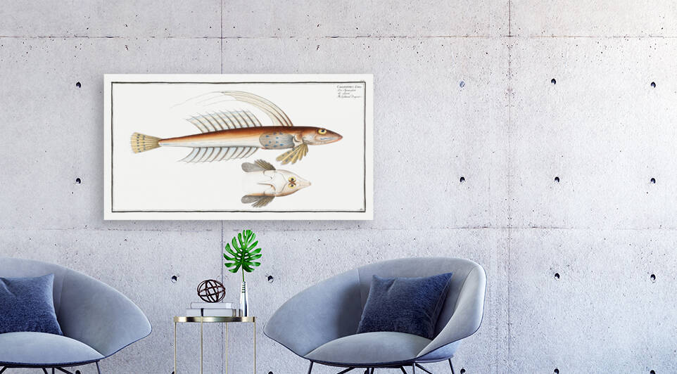 Gemmeous Dragonet Callionymus Lyra by IStockHistory com