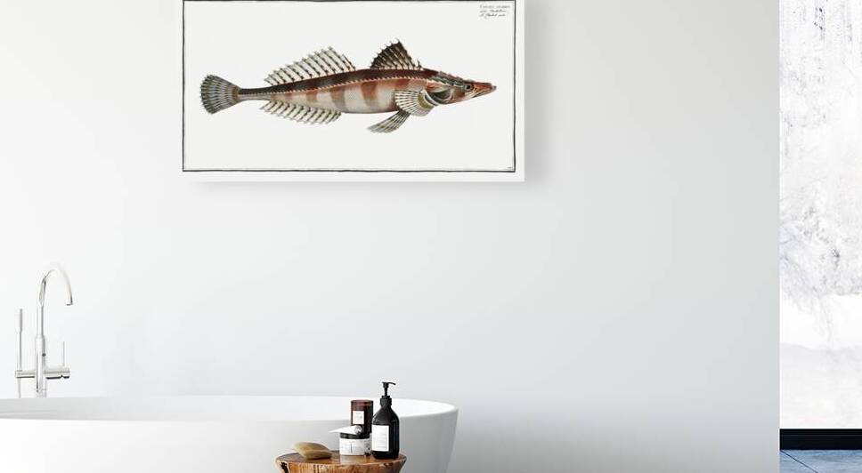 Cottus scaber by IStockHistory com