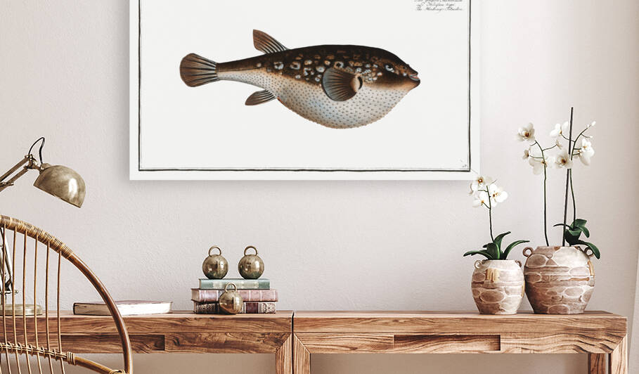 Honkenys Tetrodon Tetrodon Honckenii by IStockHistory com