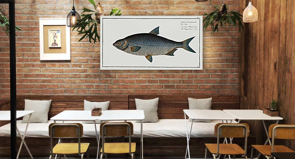 Buggenhagens-Carp Cyprinus Buggenhagii by IStockHistory com